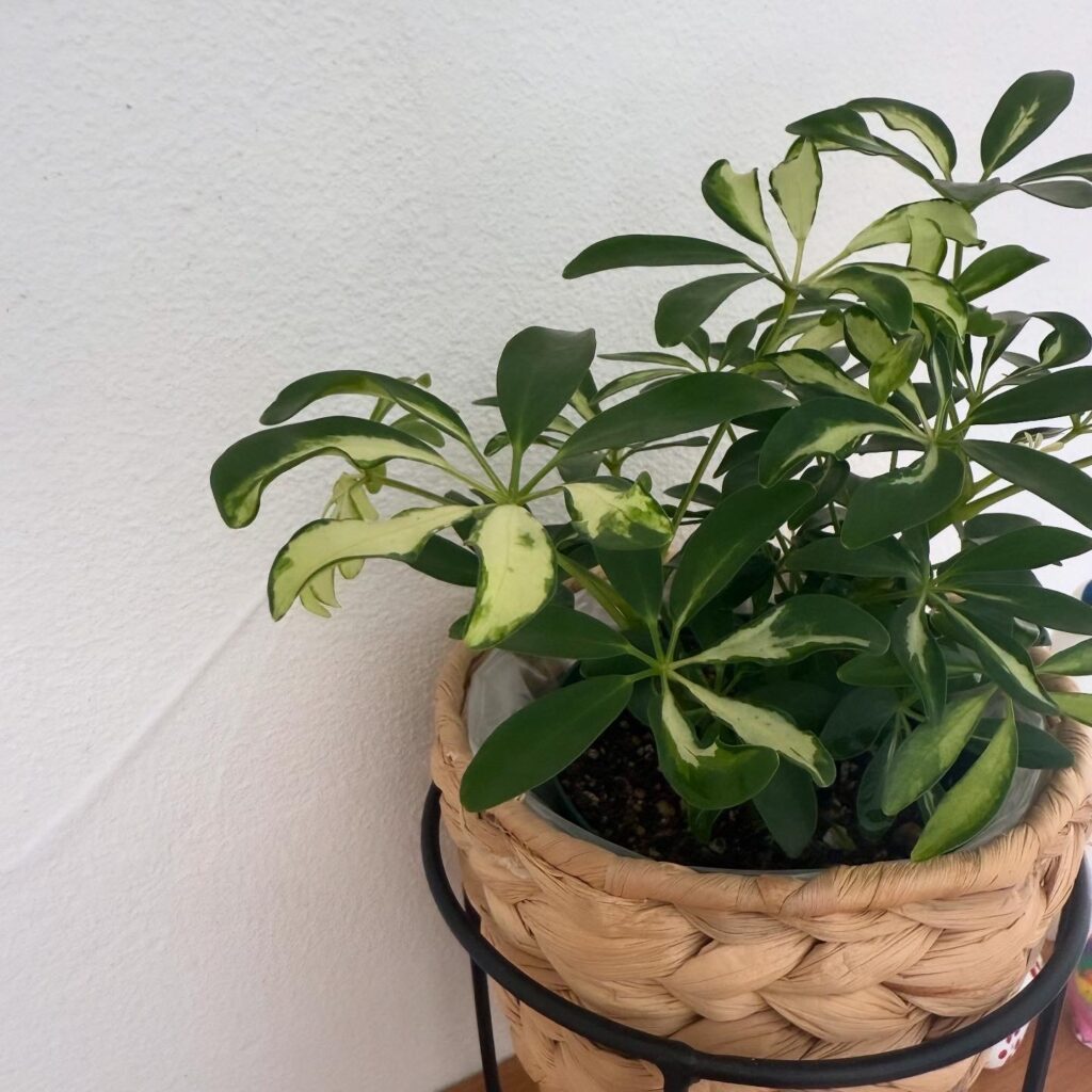 観葉植物 シェフレラ