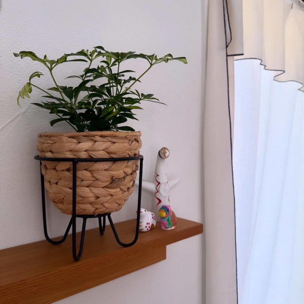 観葉植物 シェフレラ