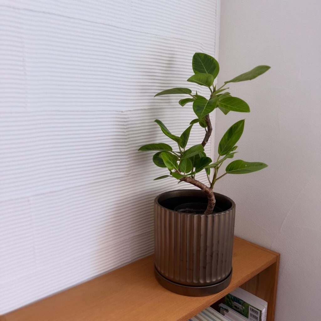 観葉植物 フィカスアルテシマ