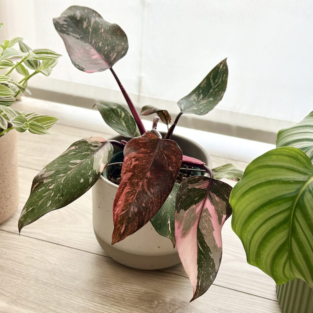 わが家の観葉植物と寄せ植え＠home LEE