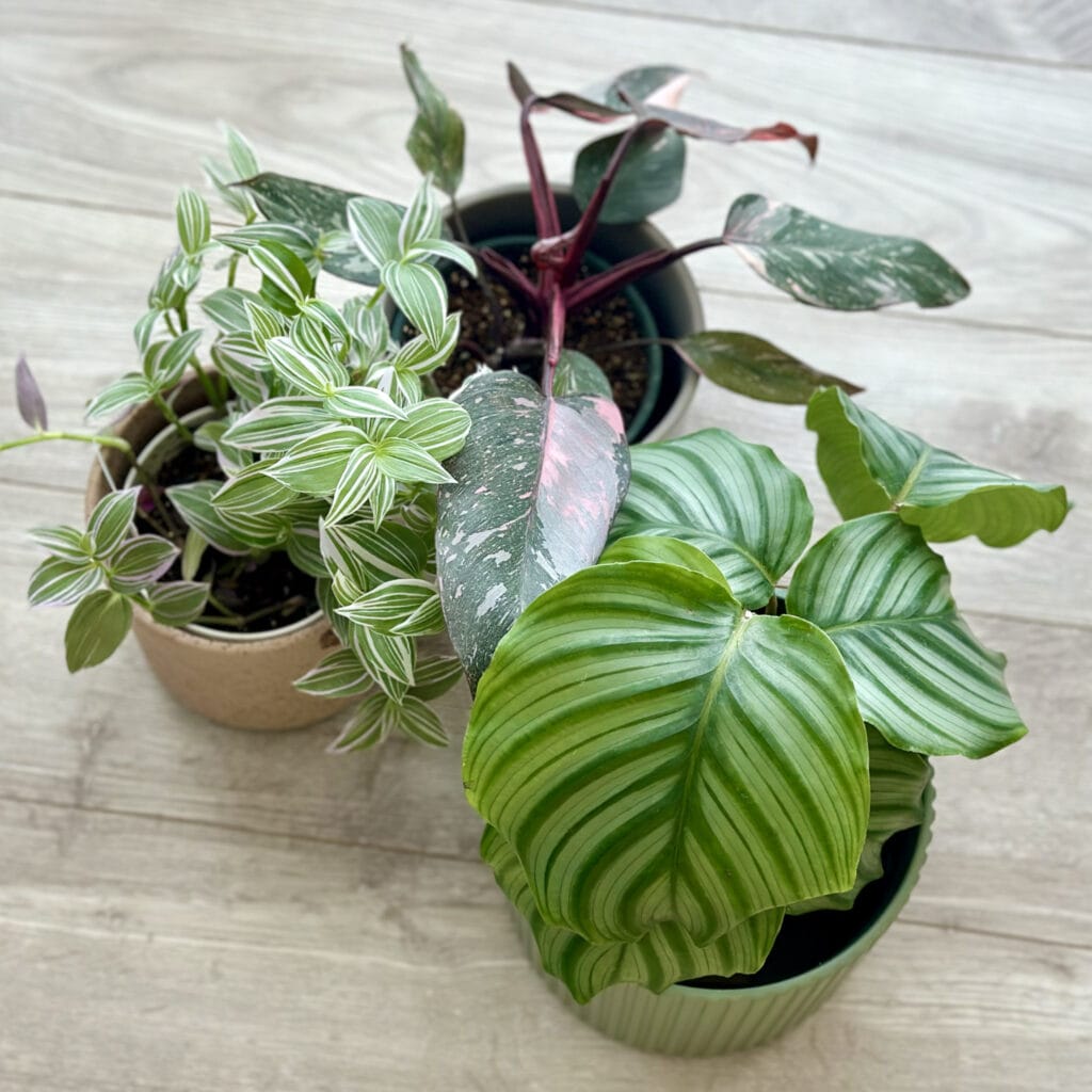 わが家の観葉植物と寄せ植え＠home LEE