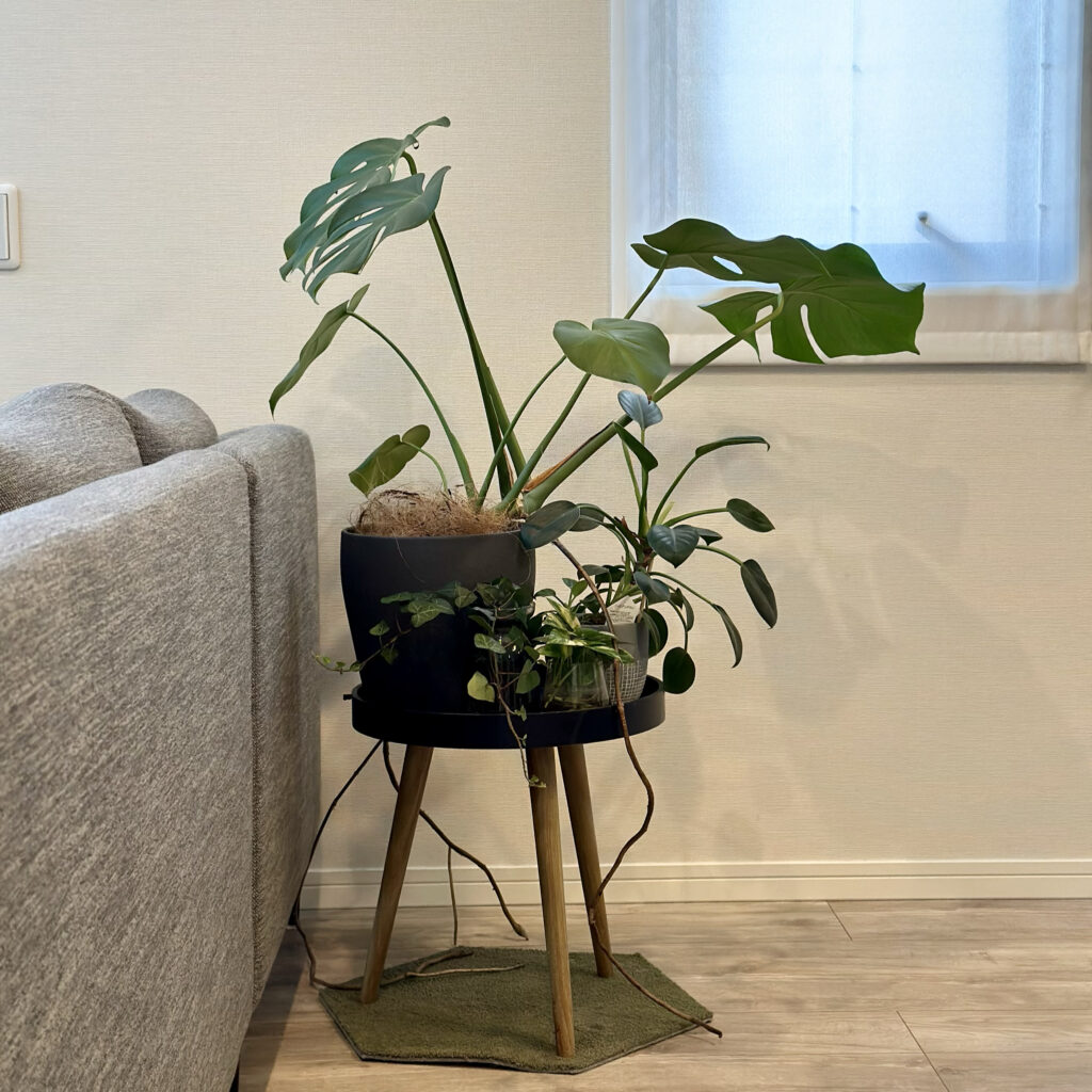 わが家の観葉植物と寄せ植え＠home LEE