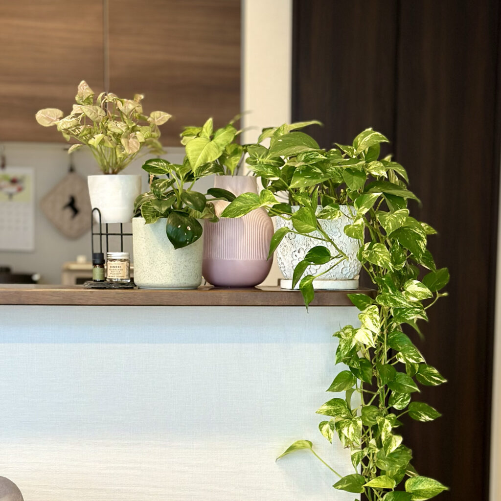 わが家の観葉植物と寄せ植え＠home LEE