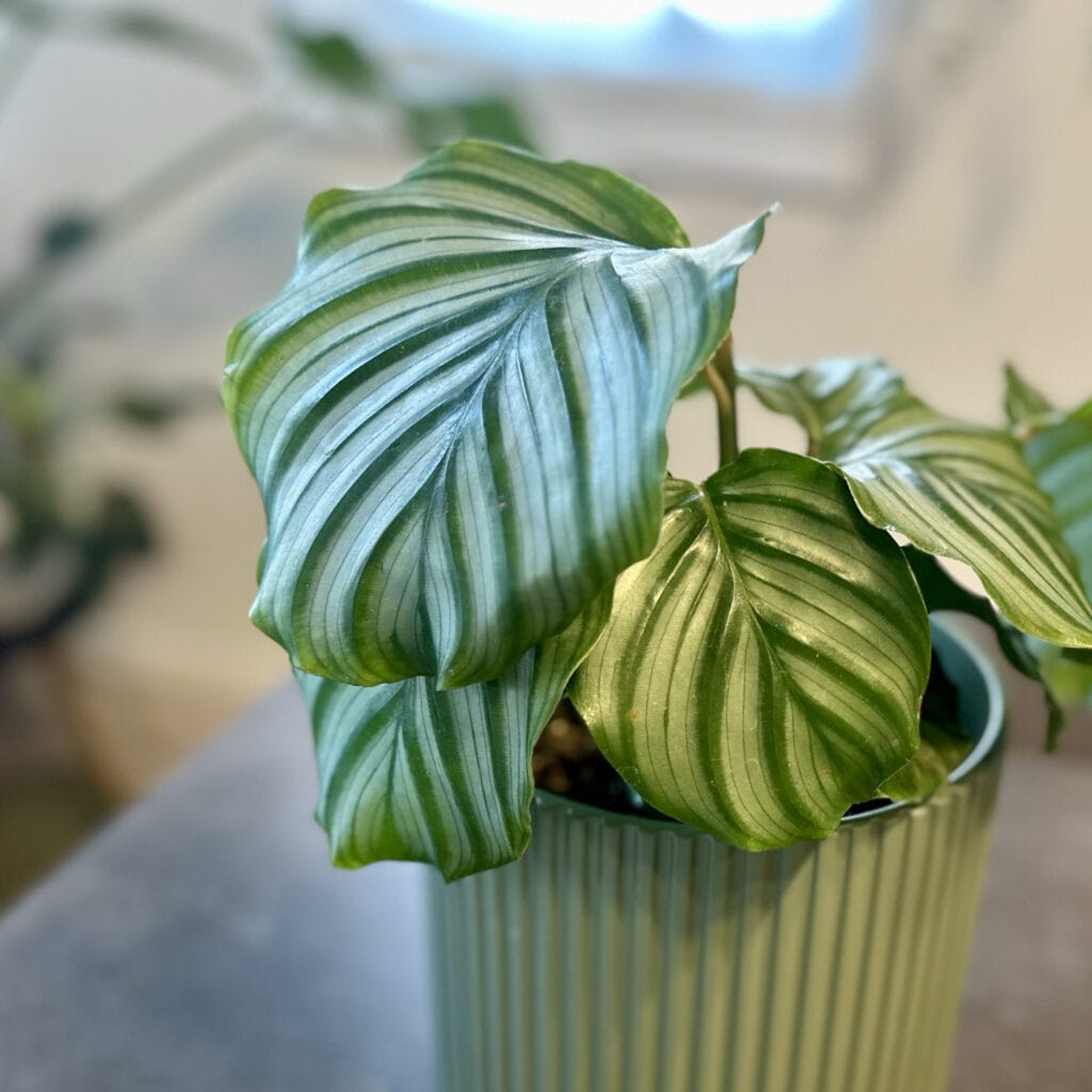 わが家の観葉植物と寄せ植え＠home LEE