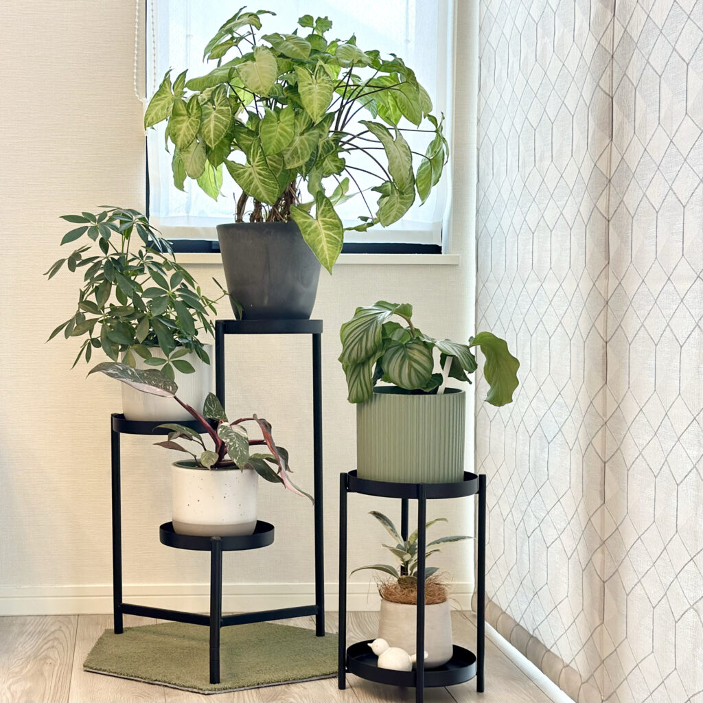 わが家の観葉植物と寄せ植え＠home LEE