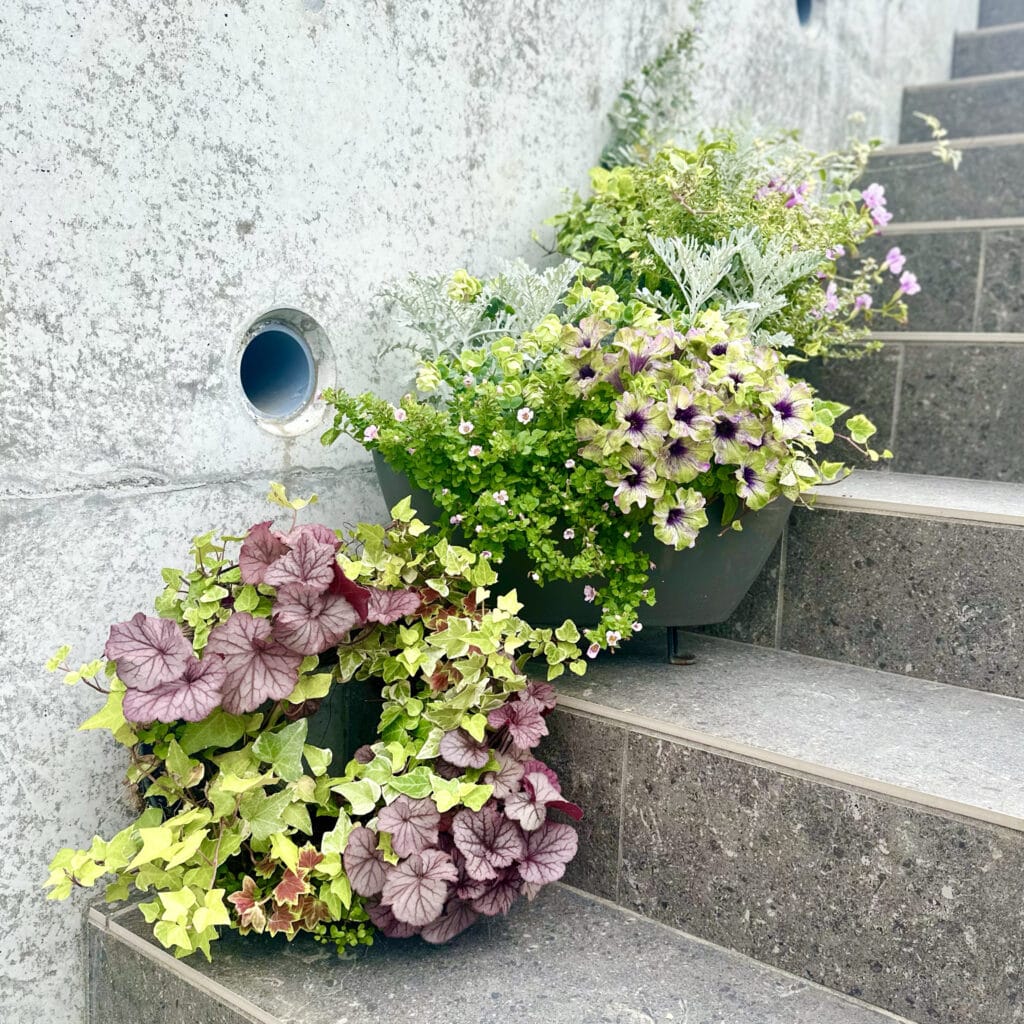 わが家の観葉植物と寄せ植え＠home LEE