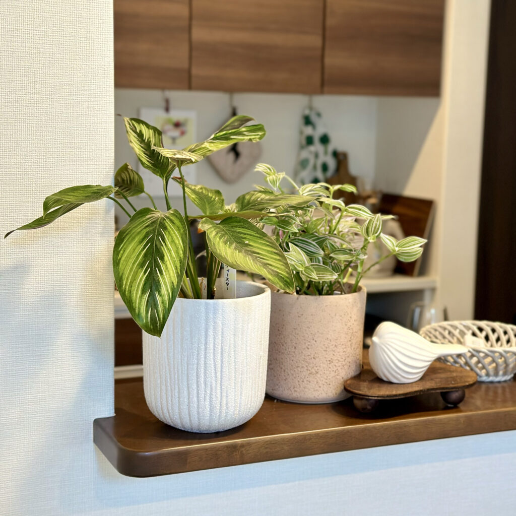 わが家の観葉植物と寄せ植え＠home LEE