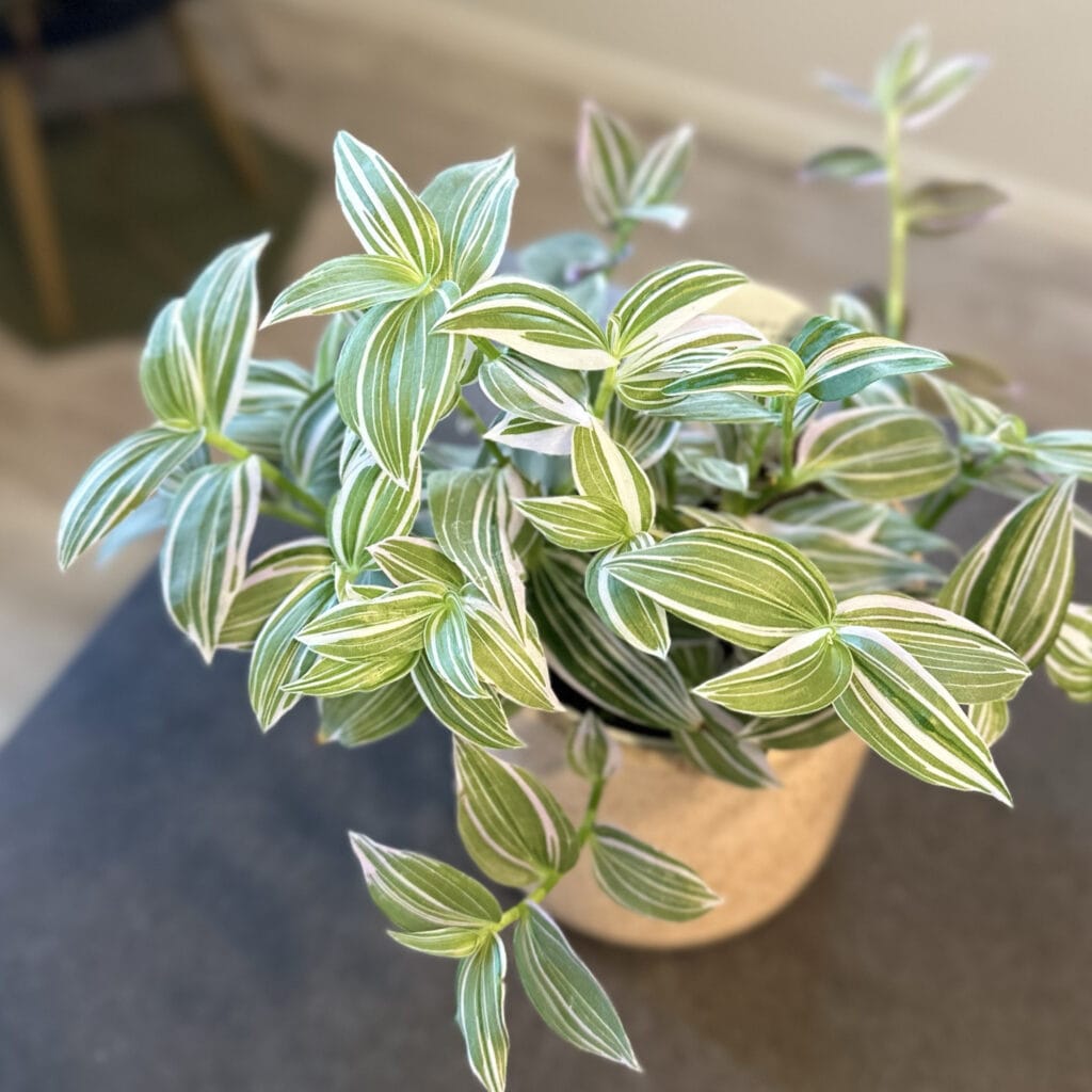 わが家の観葉植物と寄せ植え＠home LEE