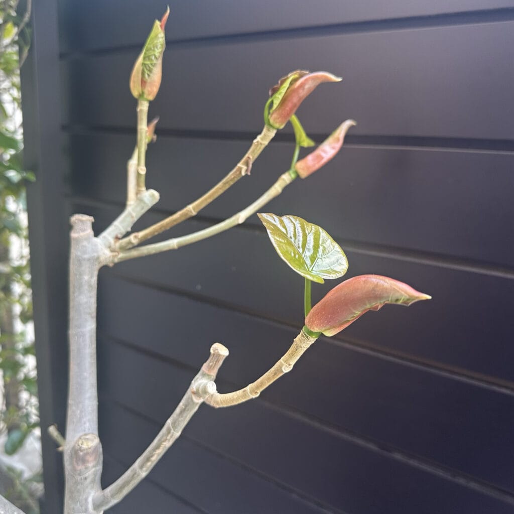 わが家の観葉植物と寄せ植え＠home LEE