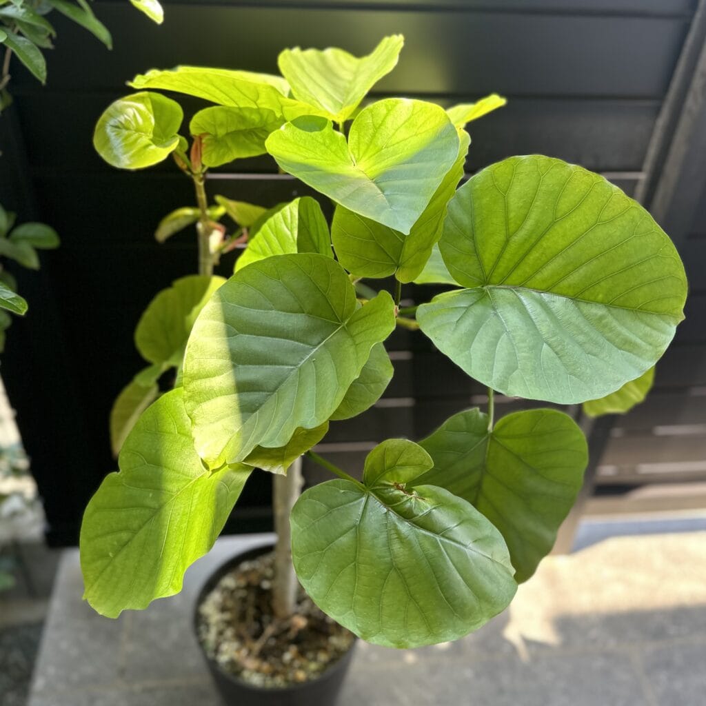 わが家の観葉植物と寄せ植え＠home LEE