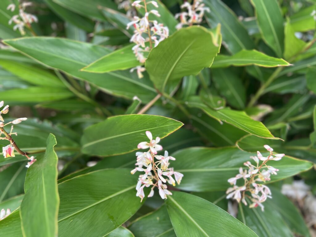 おうちでよもぎ蒸し①ハーブを準備する TB icoco