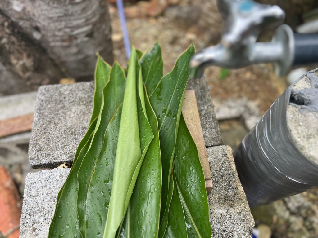 よもぎ蒸し用のハーブ②月桃（ゲットウ）