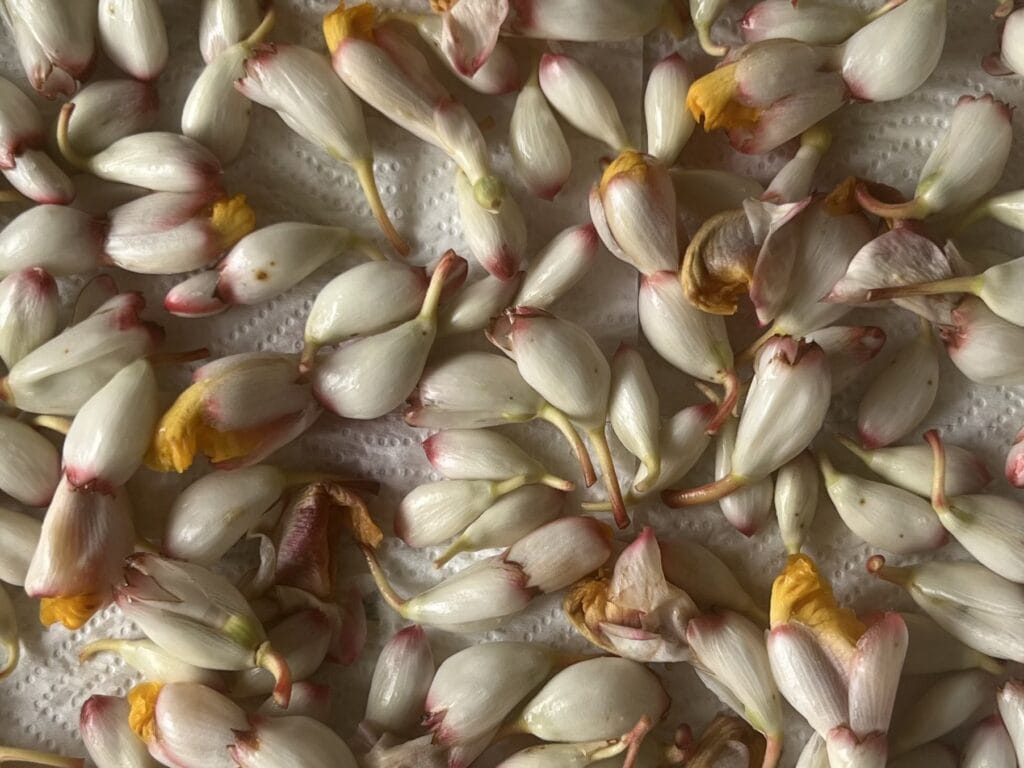 おうちでよもぎ蒸し①ハーブを準備する TB icoco