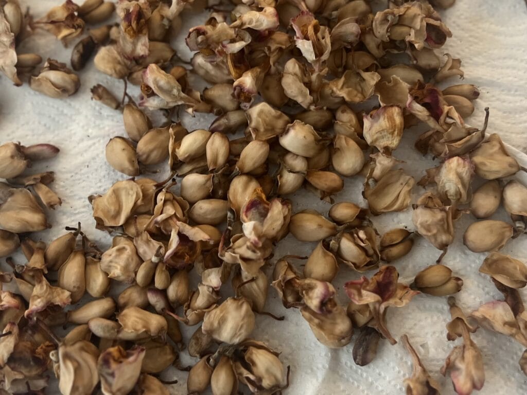 おうちでよもぎ蒸し①ハーブを準備する TB icoco