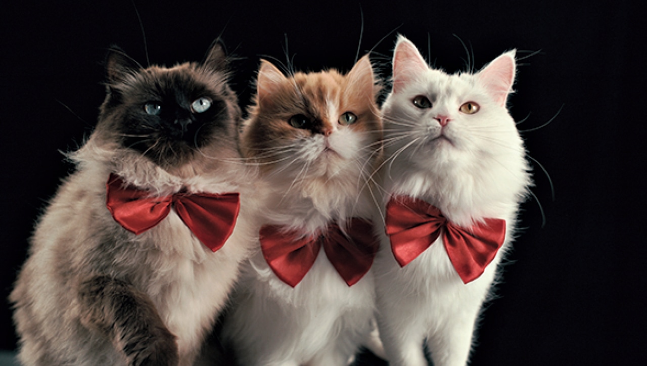 『教えて? ネコのココロ』