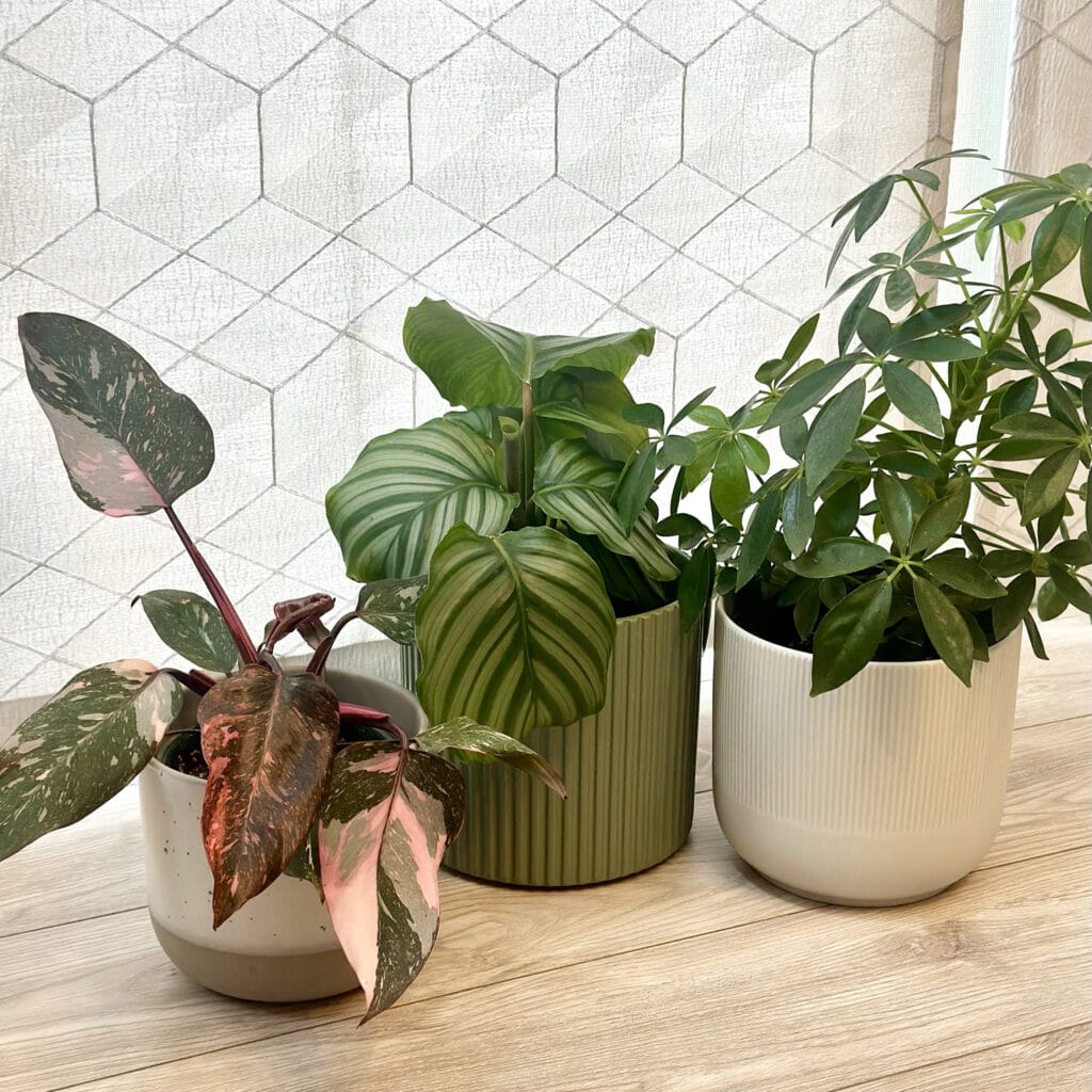 IKEA（イケア）の鉢カバー