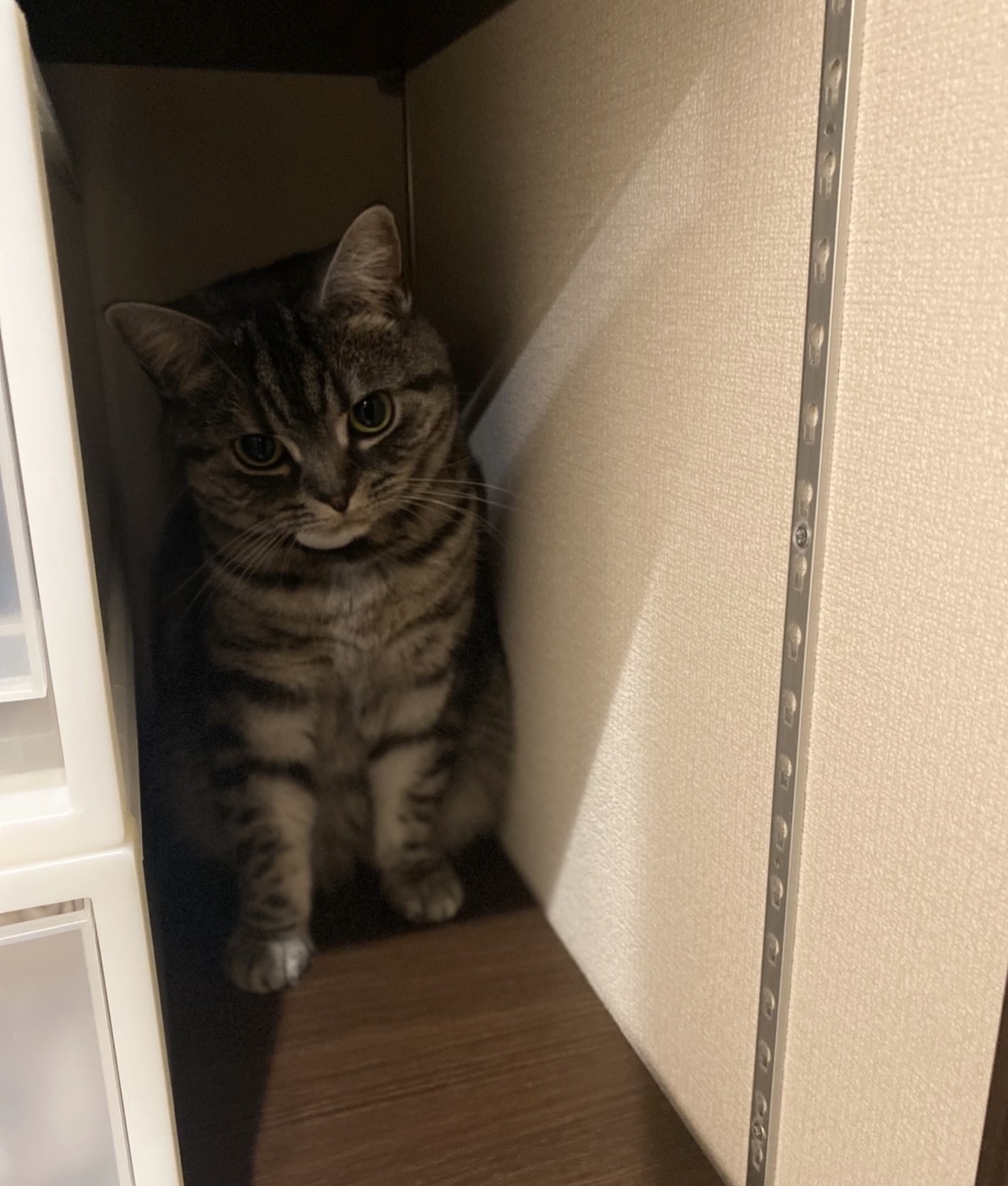 服ちゃん　ねこ