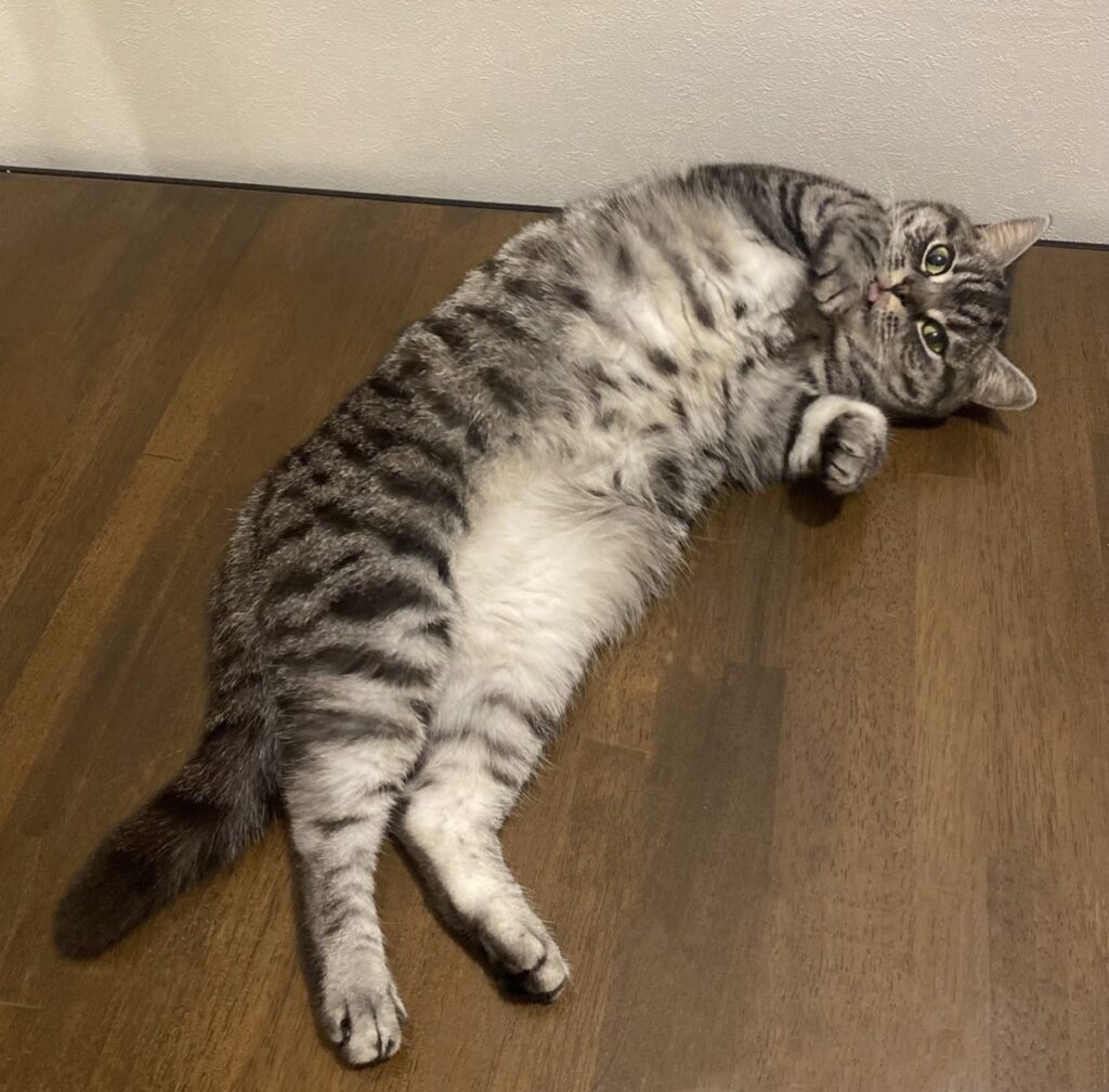 服ちゃん　ねこ