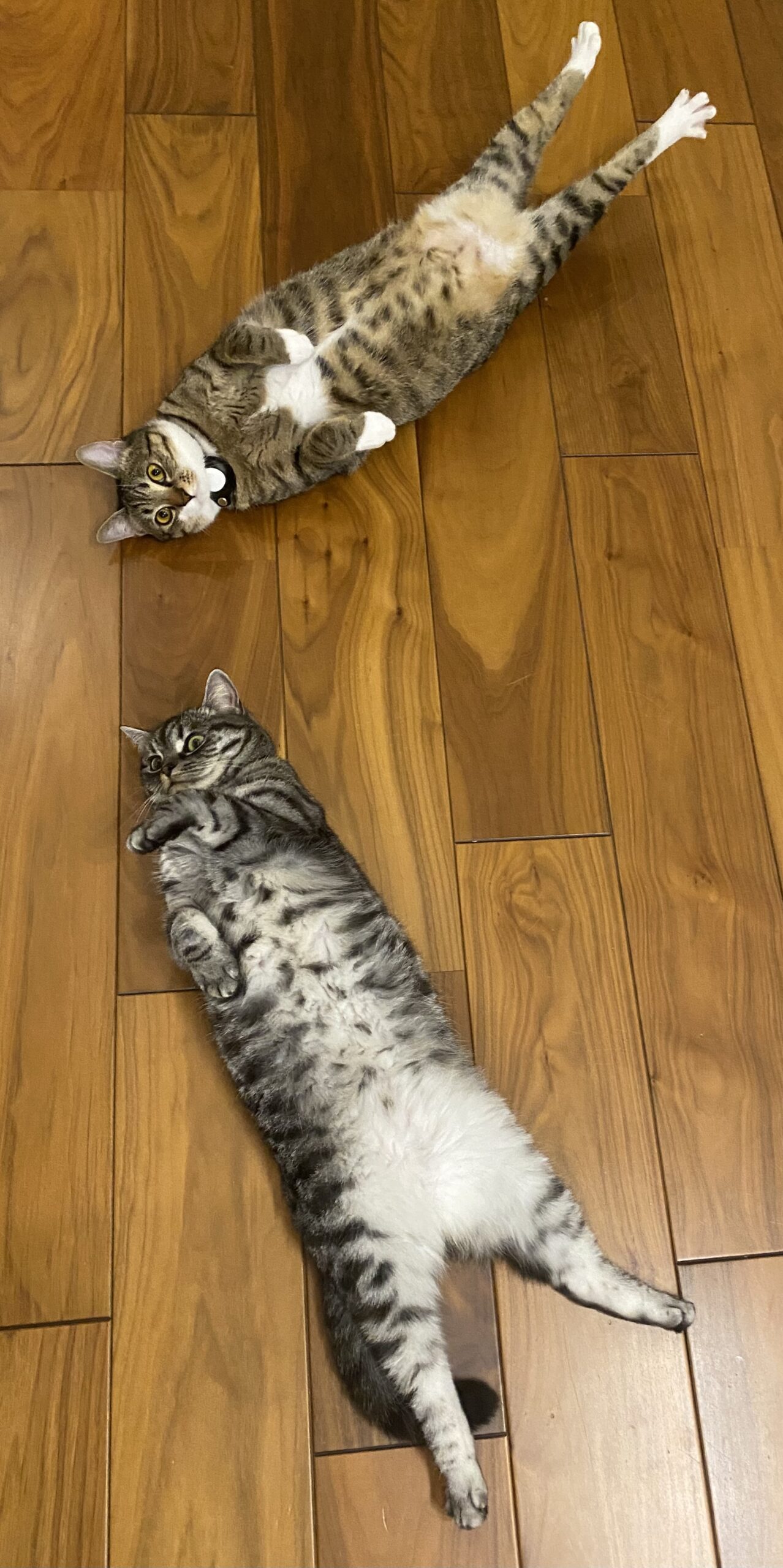 服ちゃん　楽ちゃん　ねこ