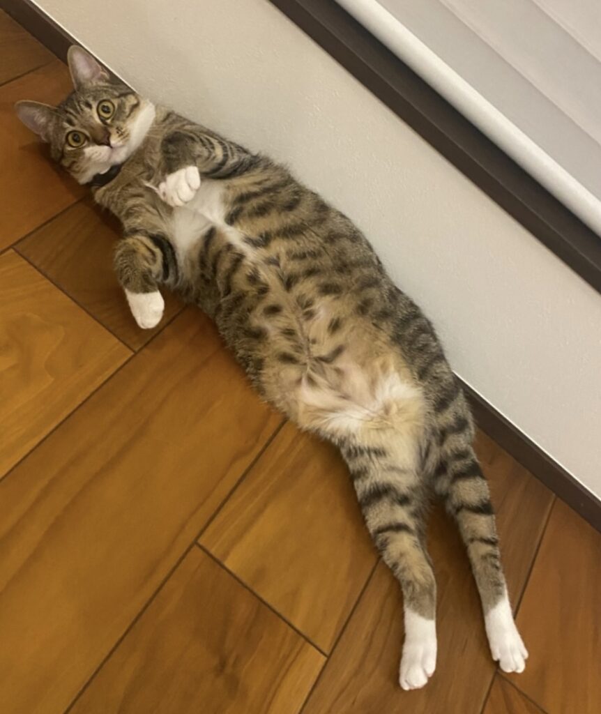 楽ちゃん　ねこ