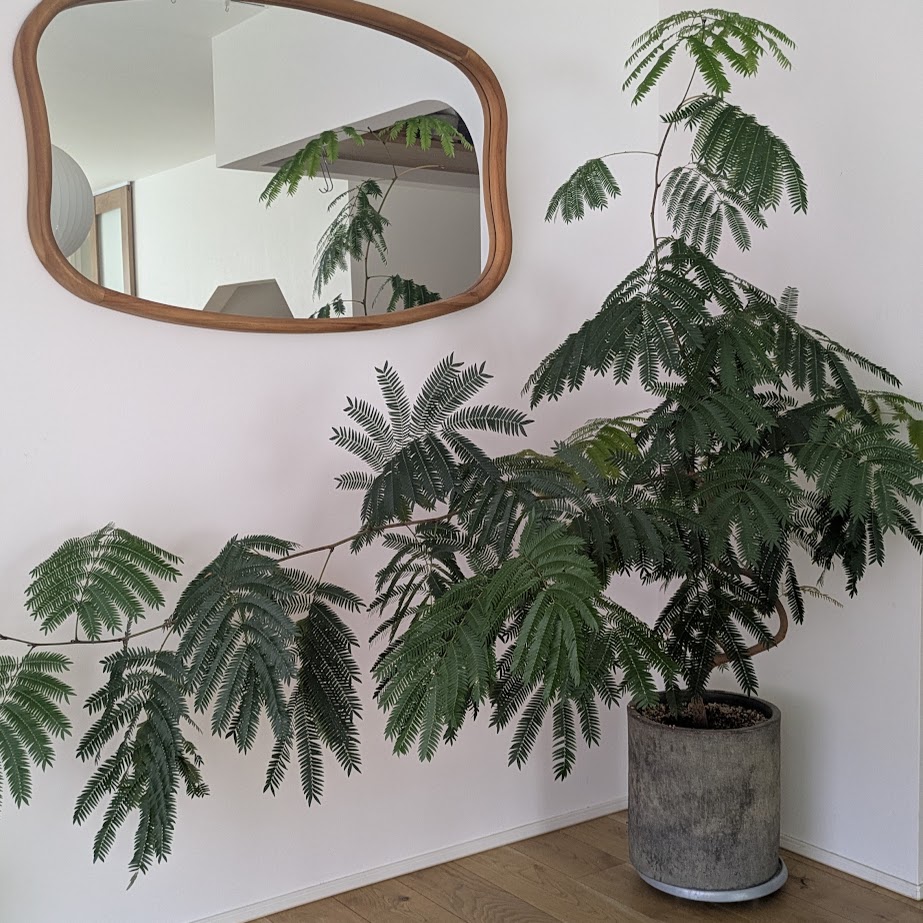 植物　エバーフレッシュ　鏡