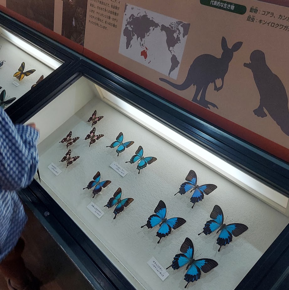 奈良　橿原　昆虫館