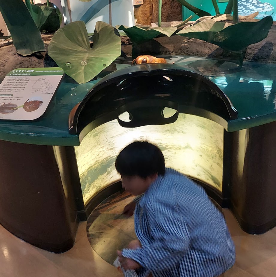 奈良　橿原　昆虫館