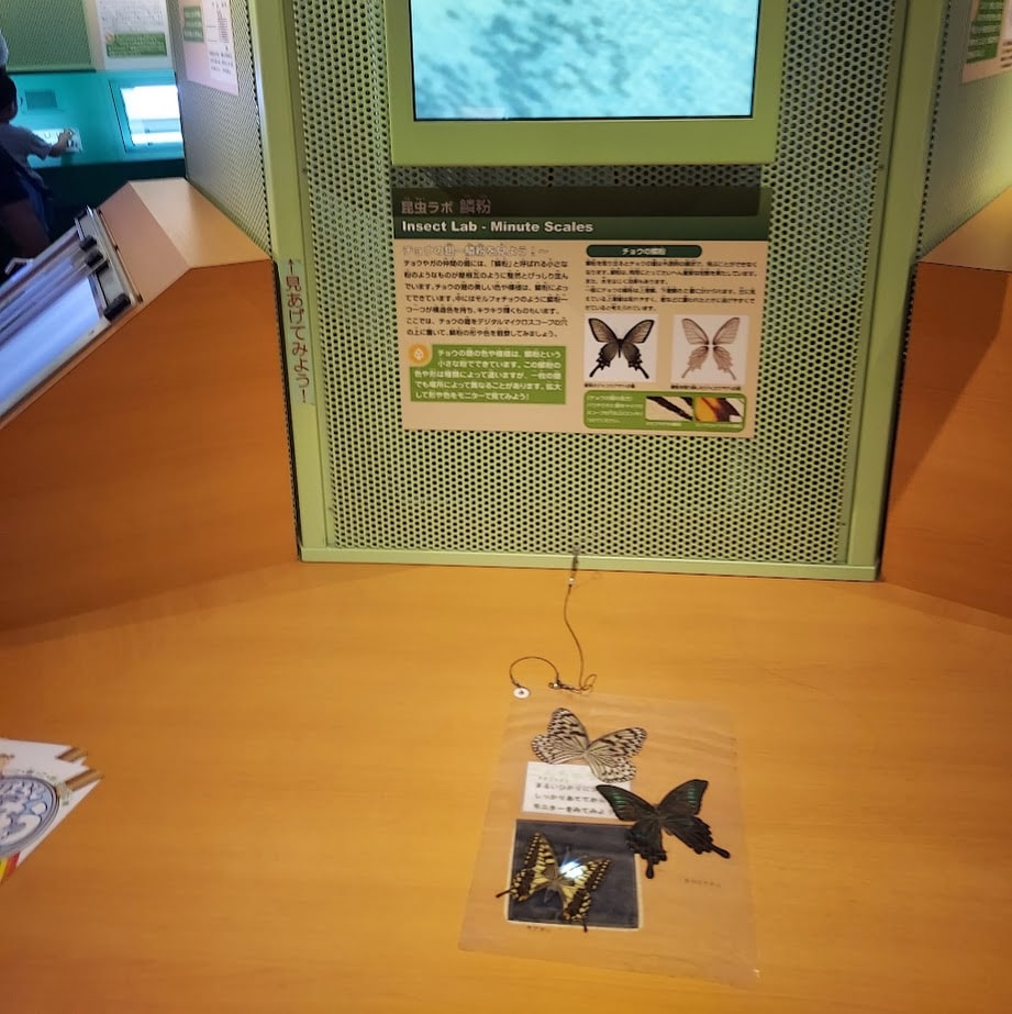 奈良　橿原昆虫館　蝶の鱗粉