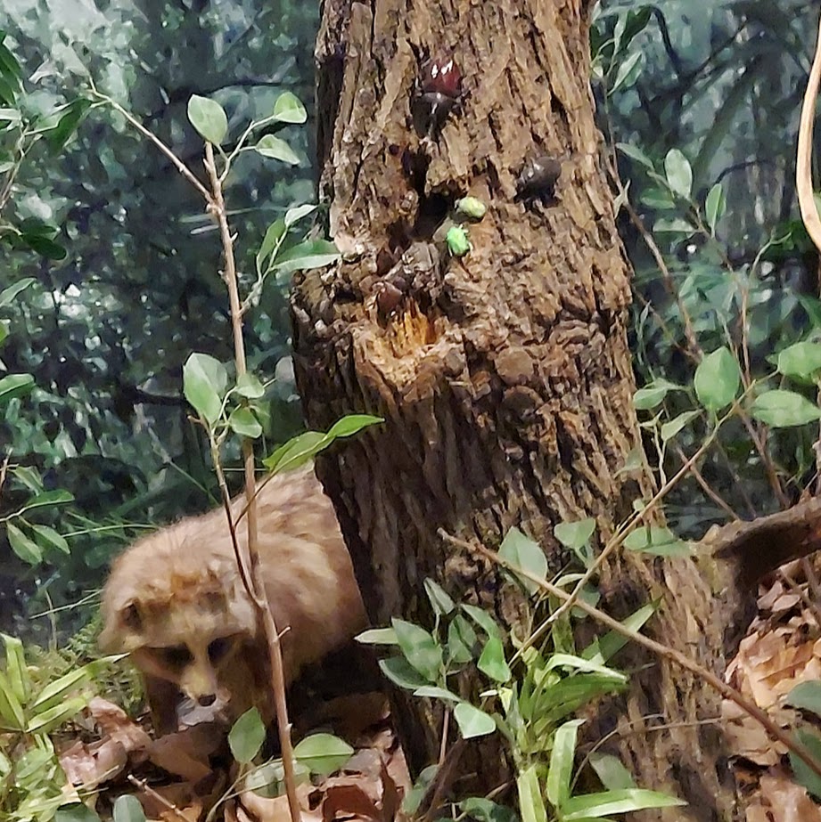 昆虫館　奈良橿原　子供旅