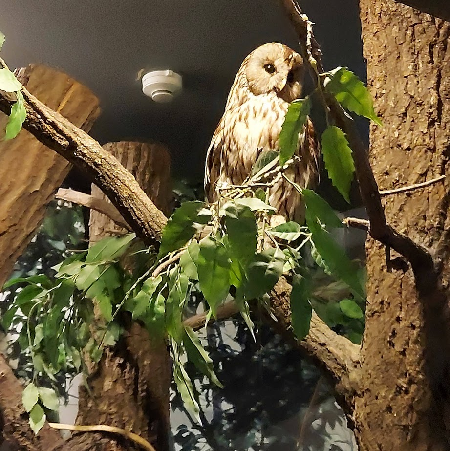 奈良橿原昆虫館　剥製　フクロウ