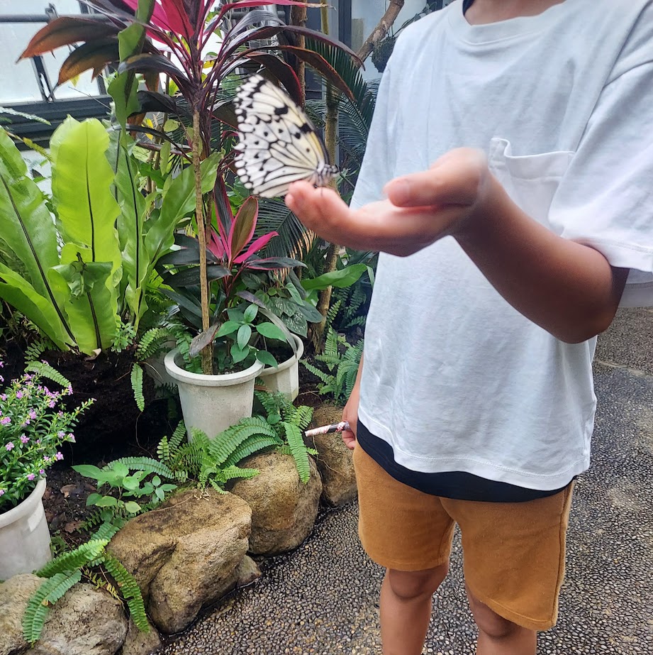 奈良橿原　昆虫館　蝶