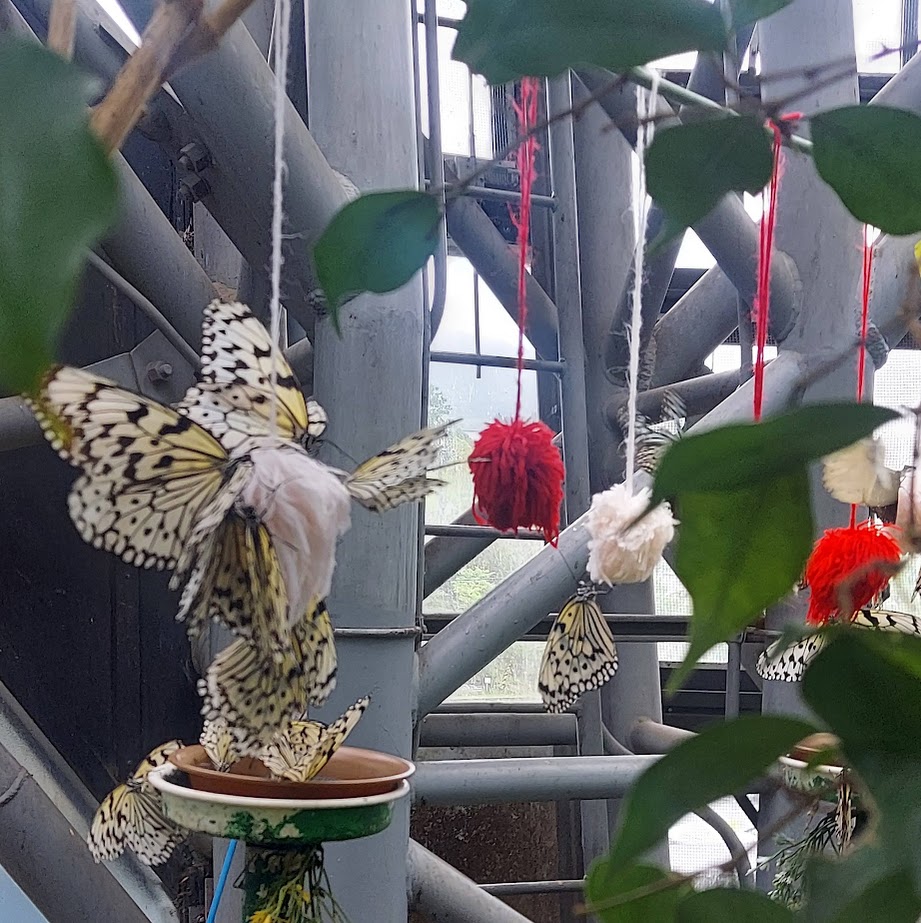 奈良橿原　昆虫館　蝶