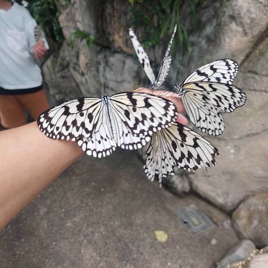 奈良橿原　昆虫館　蝶