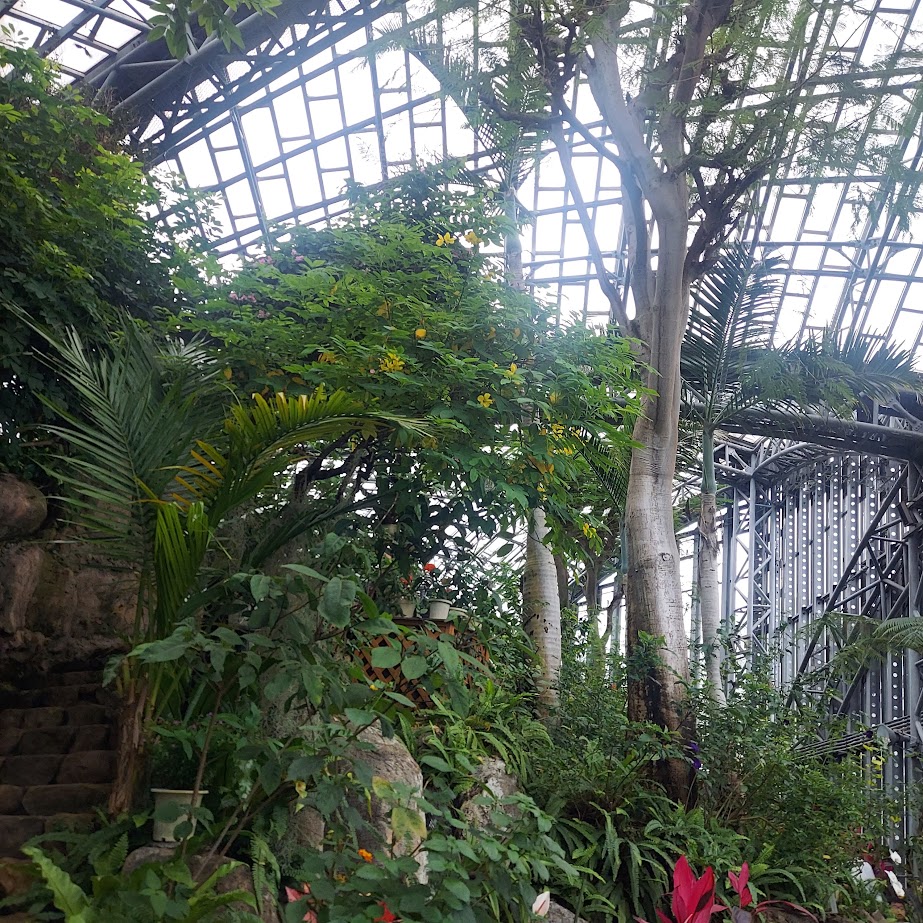 奈良橿原昆虫館　温室　蝶