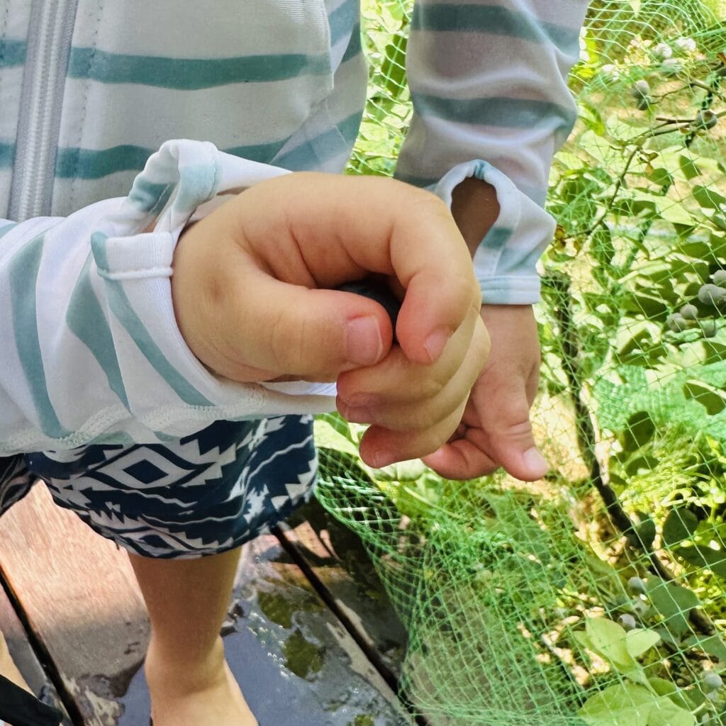 ブルーベリー　ブライトウェル　2025夏