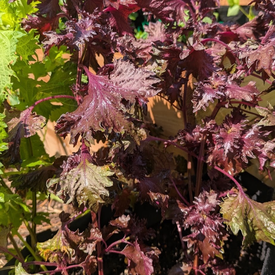 家庭菜園　赤しそ　梅干し
