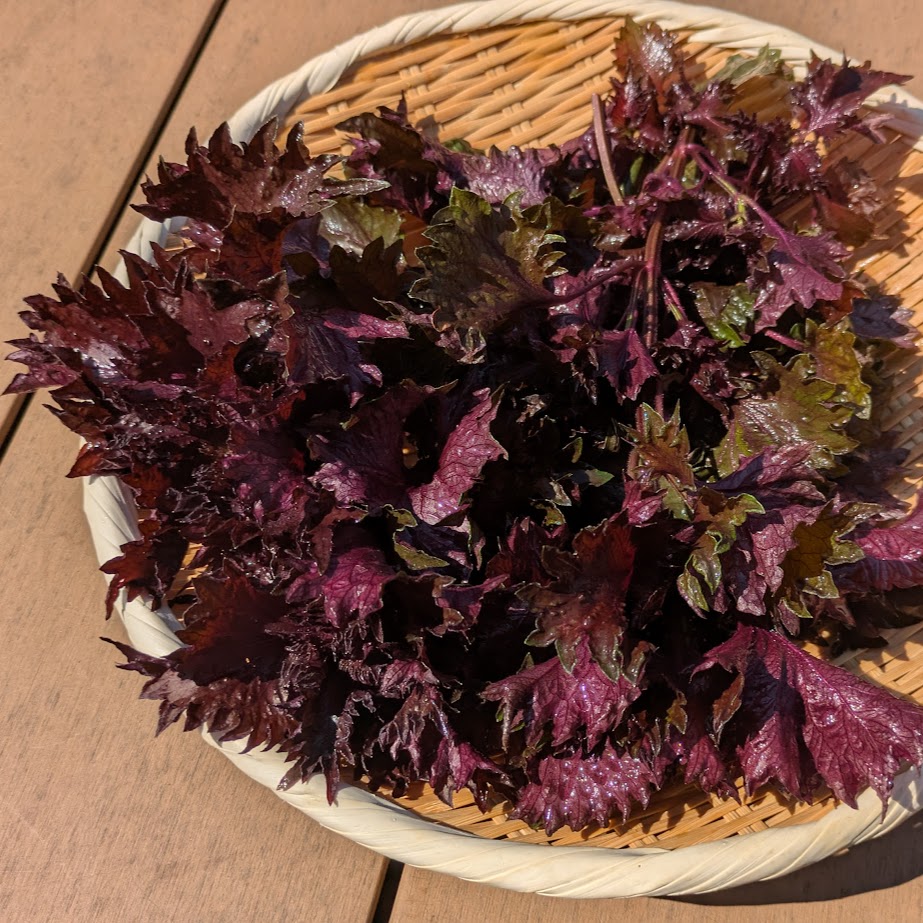 赤しそ　梅仕事　梅干し