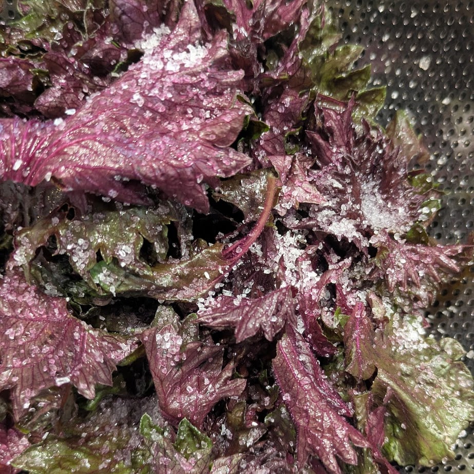 赤しそ　塩もみ　あく抜き