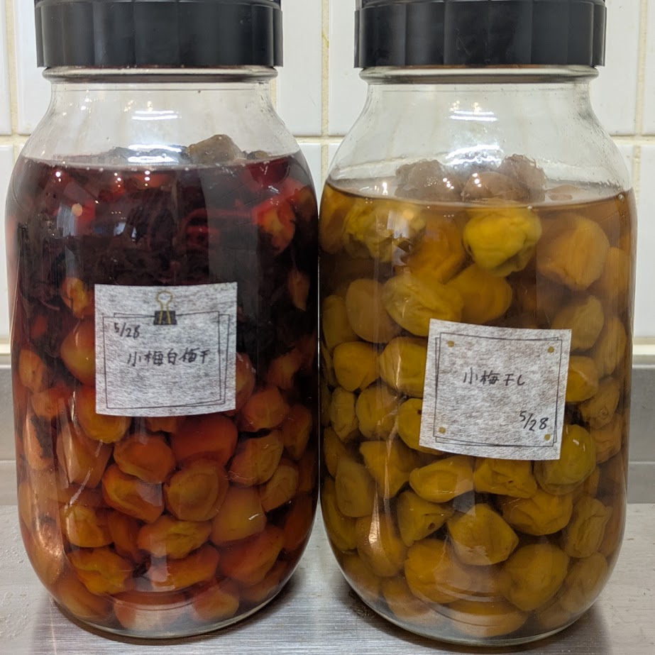 梅干し　赤色　白色