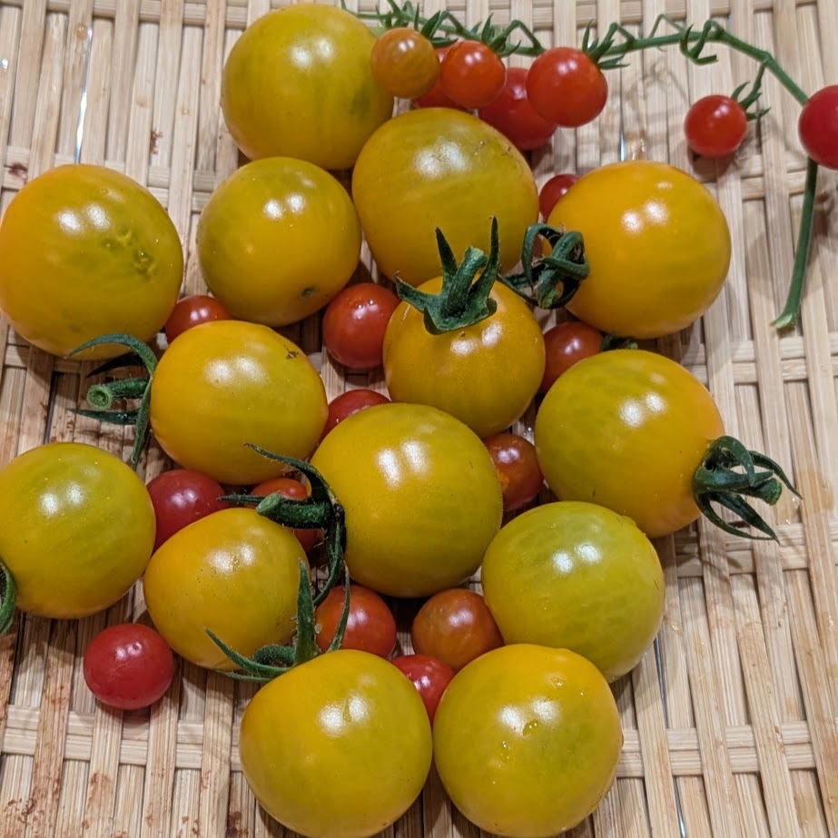 家庭菜園　ミニトマト　その後