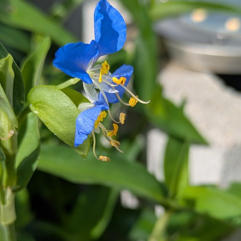 ツユクサ　雑草　朝