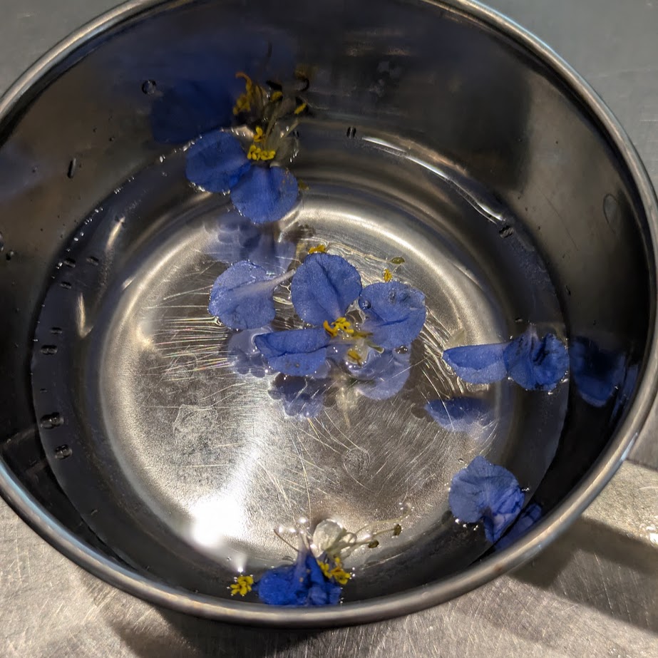 ツユクサ　花ビラ　洗う