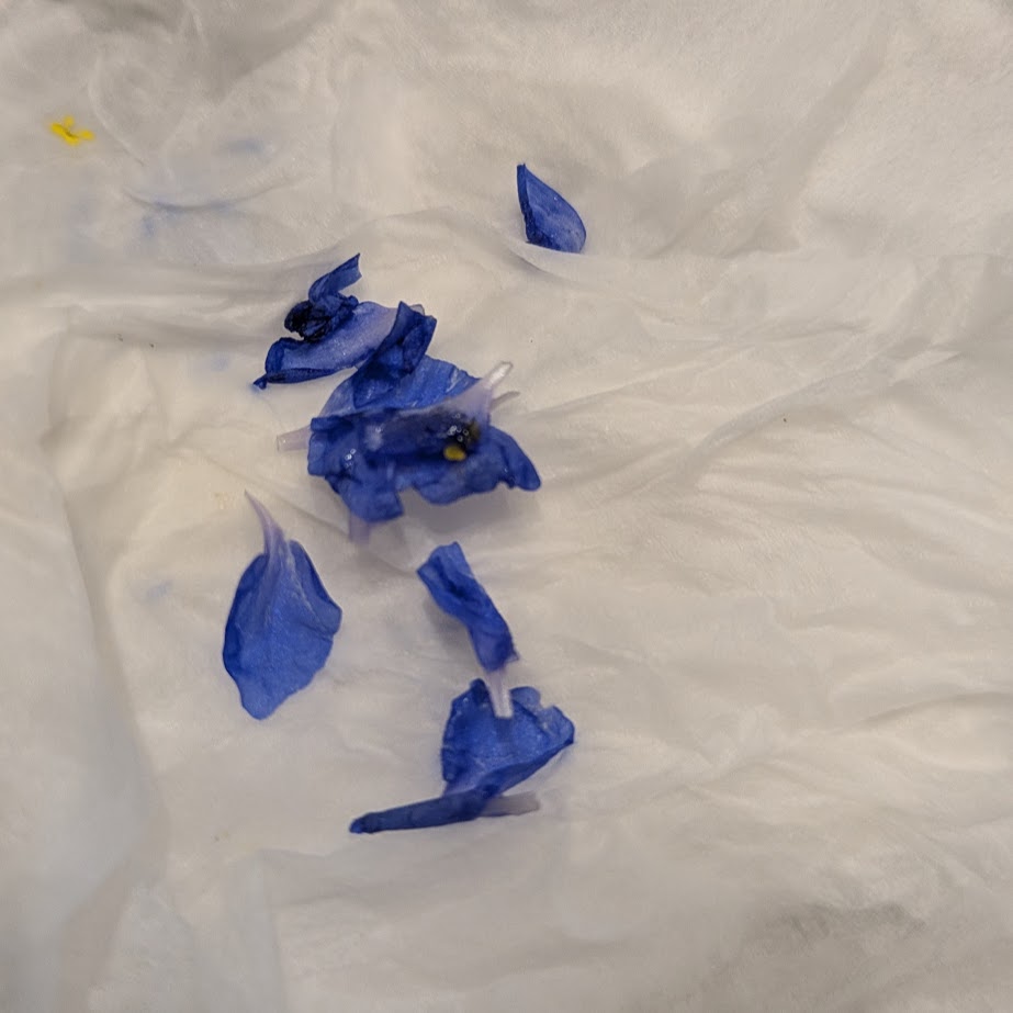 ツユクサ　乾かす　塩作り