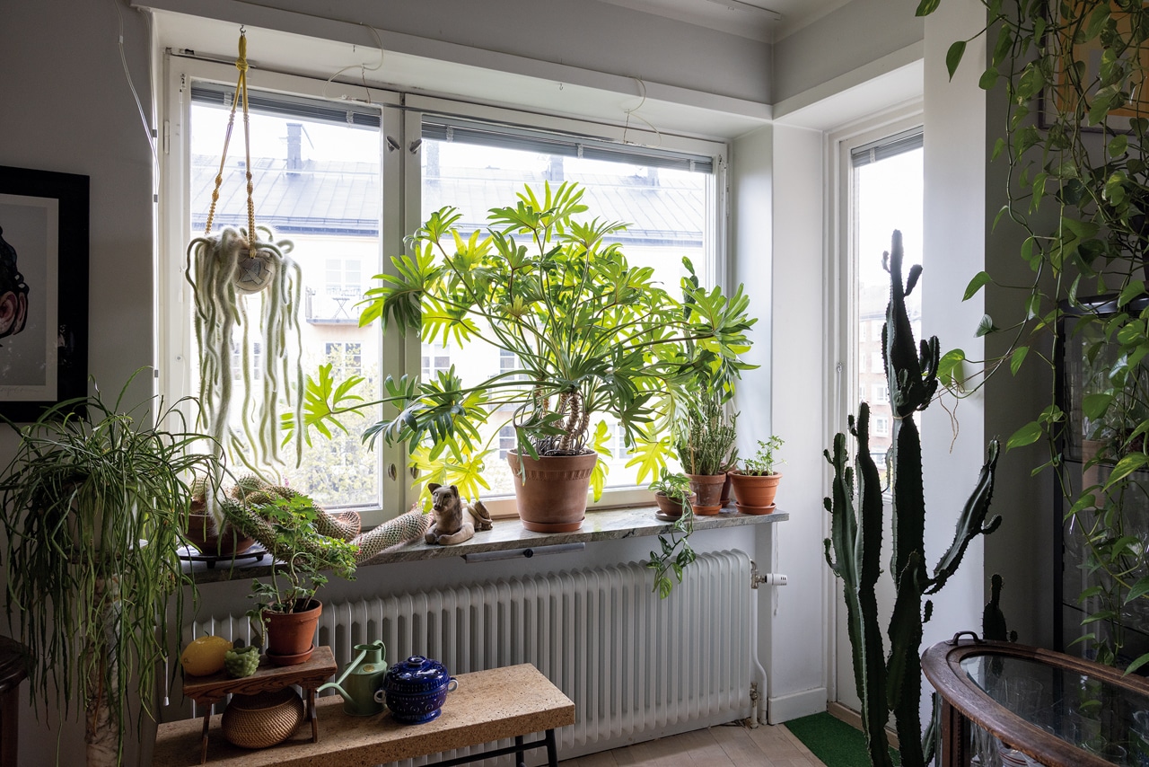 窓辺には植物がずらり