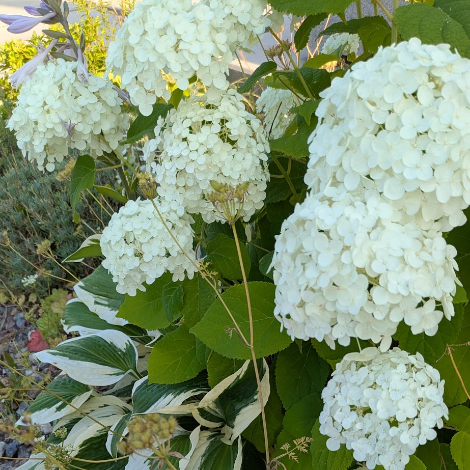 アナベル　庭　コポ庭