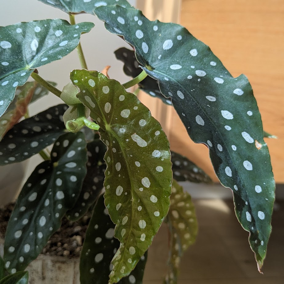 ベゴニアマクラータ　水玉葉っぱ　コポ庭