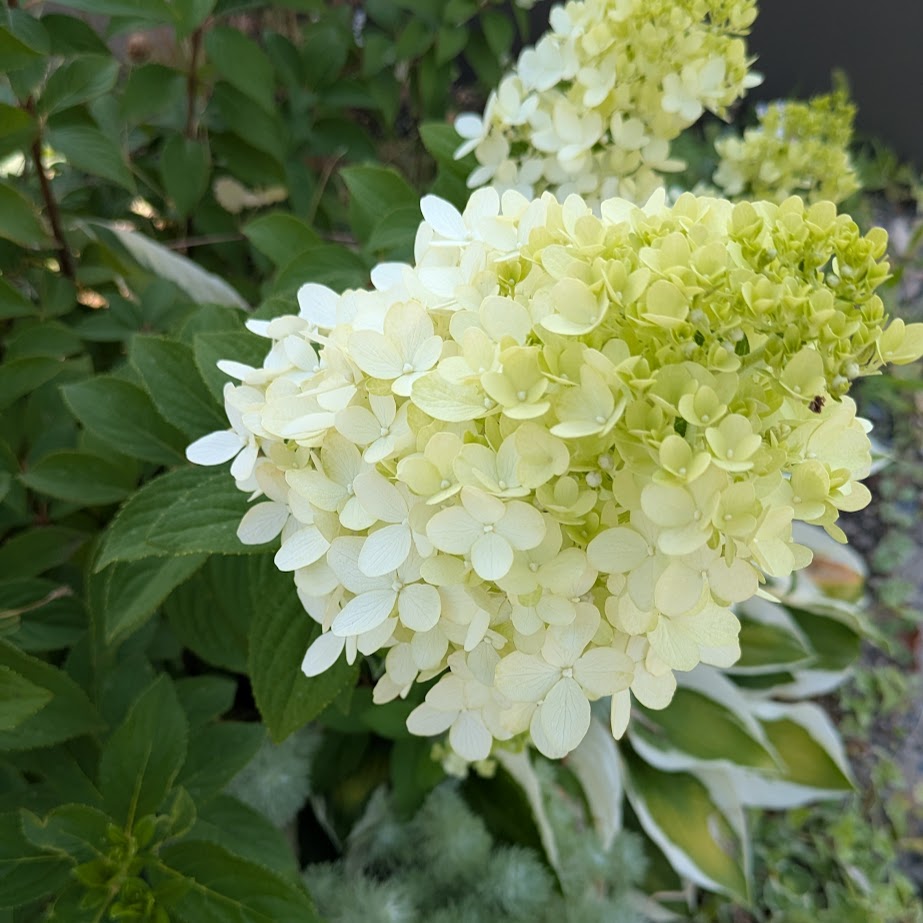 ノリウツギ　７月　コポ庭