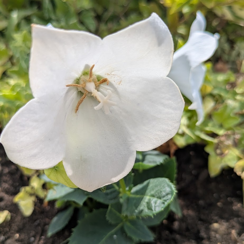 ききょうの花　白　コポ庭