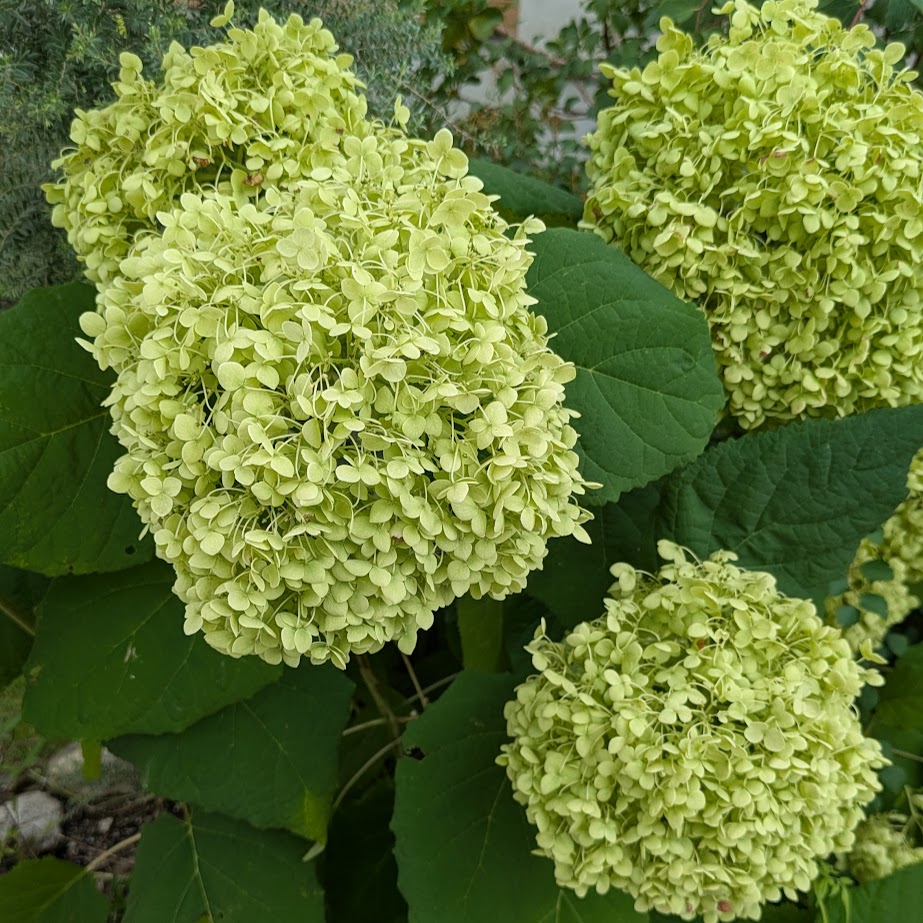 アナベル　７月　黄緑