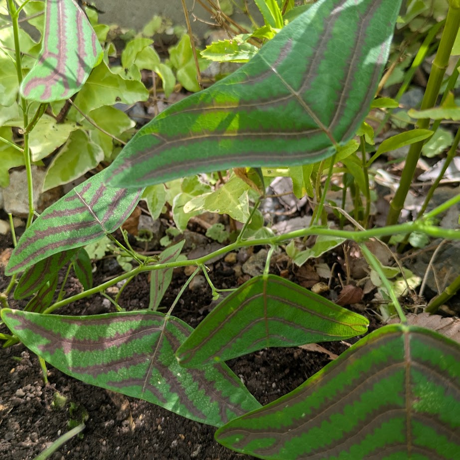 ひこうき草　７月　コポ庭